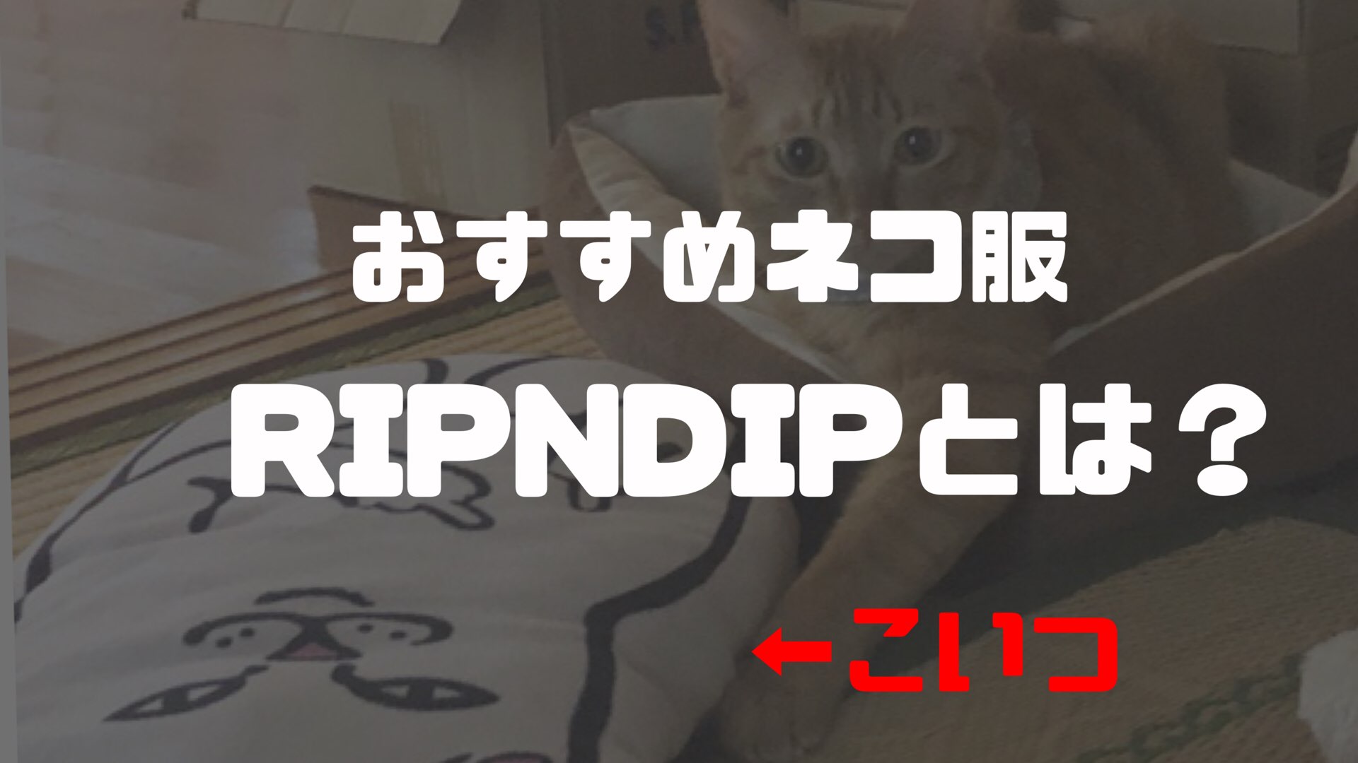 ねこ好き必見 Supreme並みに人気 中指立てたネコが有名な Ripndip